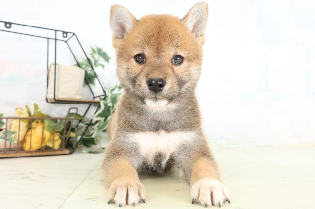 柴犬