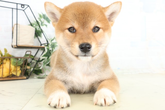 柴犬