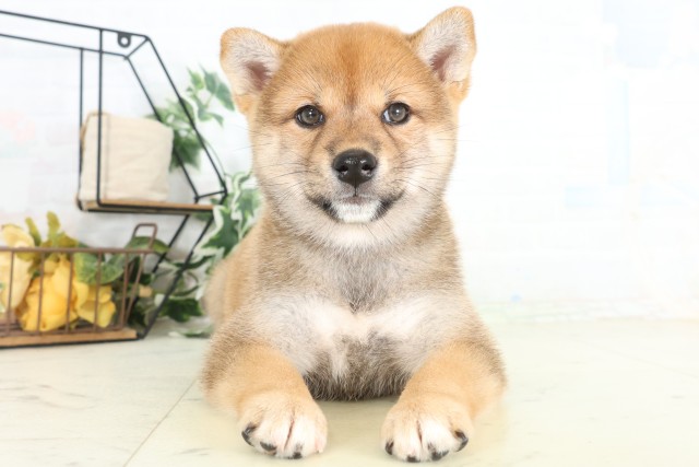 柴犬