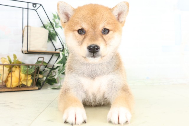 柴犬