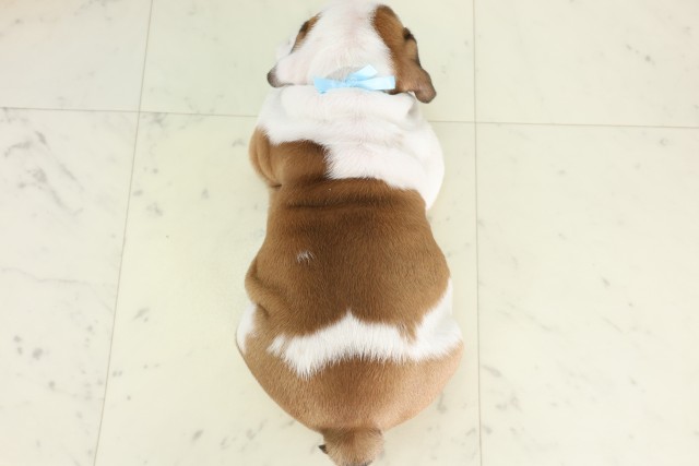 徳島県のブルドッグ (Coo&RIKU徳島店/2026年7月24日生まれ/男の子/レッドホワイト)の子犬の4枚目の画像