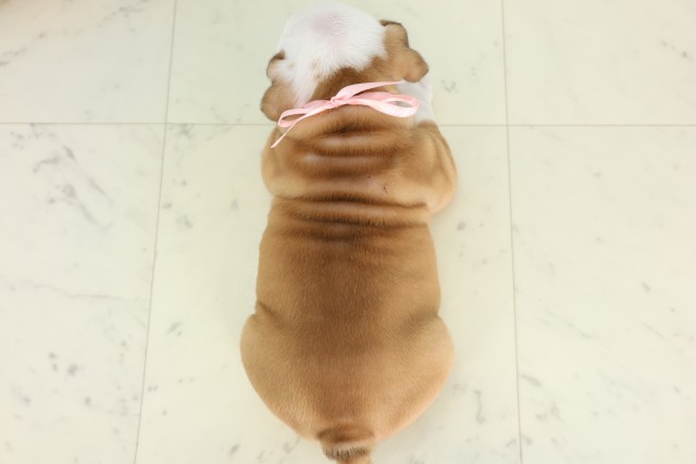 岡山県のブルドッグ (Coo&RIKU岡山店/2026年7月25日生まれ/女の子/レッドホワイト)の子犬の4枚目の画像