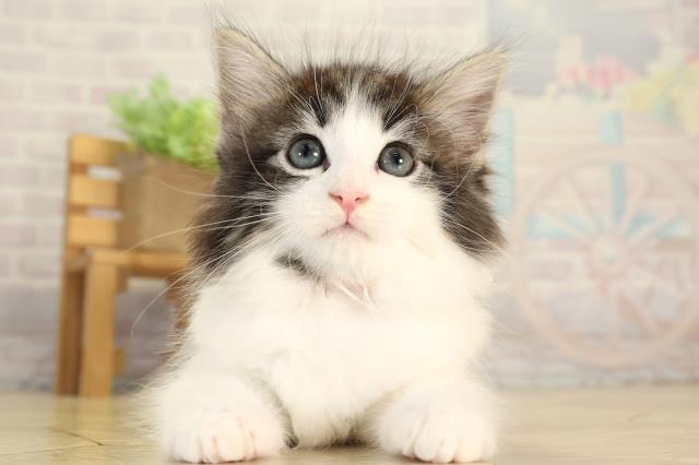 ノルウェージャン・フォレストキャット