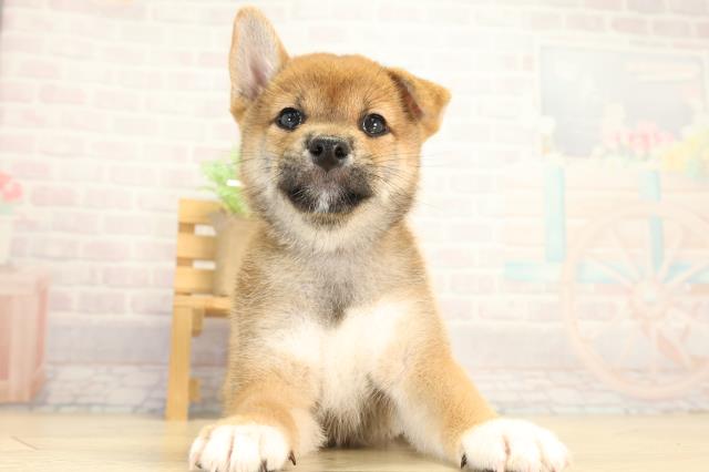 柴犬