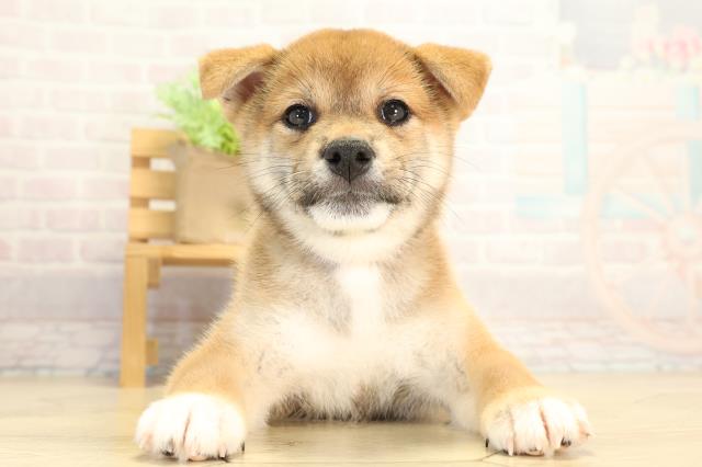 柴犬