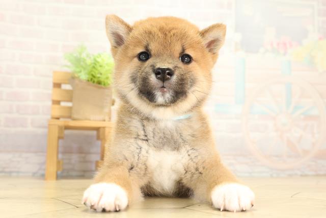 柴犬
