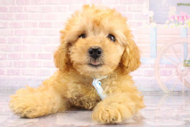 滋賀県のトイプードル(トイ) (Coo&RIKU東近江店/2026年7月21日生まれ/男の子/オレンジフォーン)の子犬の1枚目の画像