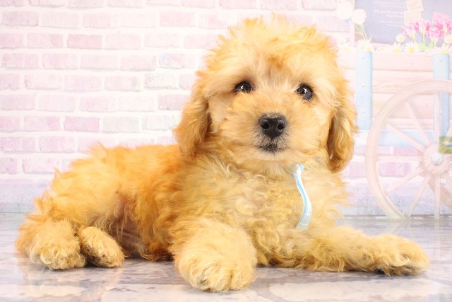 滋賀県のトイプードル(トイ) (Coo&RIKU東近江店/2026年7月21日生まれ/男の子/オレンジフォーン)の子犬の2枚目の画像