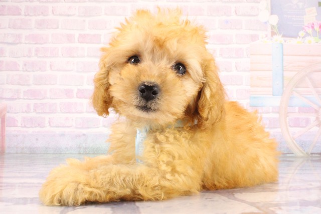 滋賀県のトイプードル(トイ) (Coo&RIKU東近江店/2026年7月21日生まれ/男の子/オレンジフォーン)の子犬の3枚目の画像