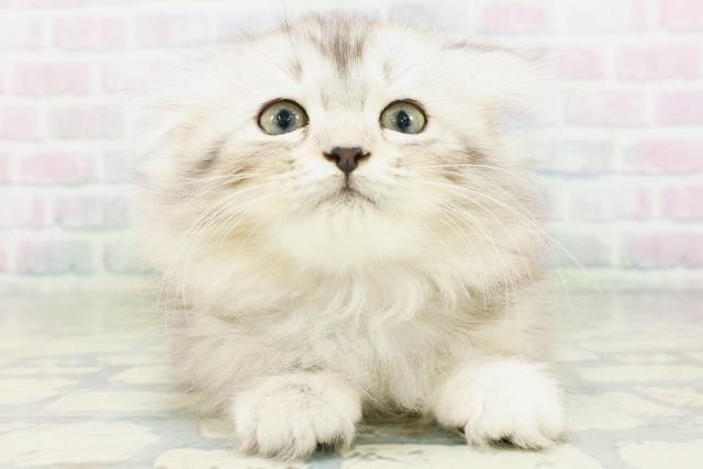 長野県のラガマフィン (Coo&RIKU長野店/2026年7月12日生まれ/女の子/シルバータビー)の子猫の1枚目の画像