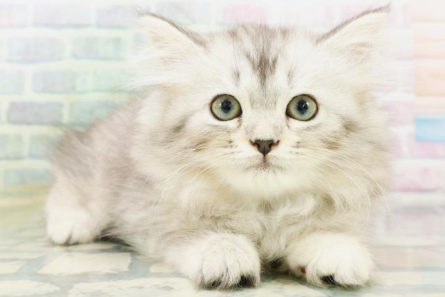 長野県のラガマフィン (Coo&RIKU長野店/2026年7月12日生まれ/女の子/シルバータビー)の子猫の3枚目の画像