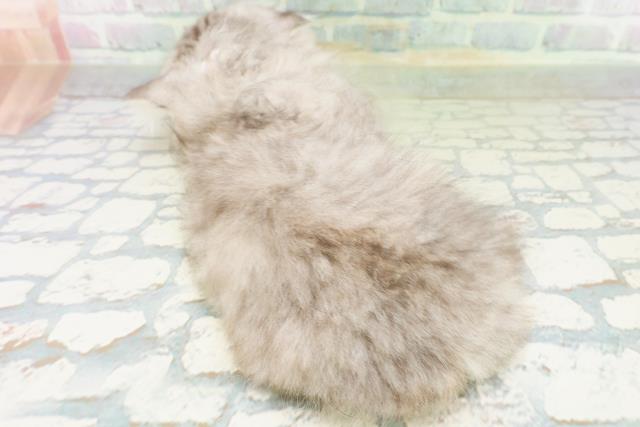 長野県のラガマフィン (Coo&RIKU長野店/2026年7月12日生まれ/女の子/シルバータビー)の子猫の4枚目の画像