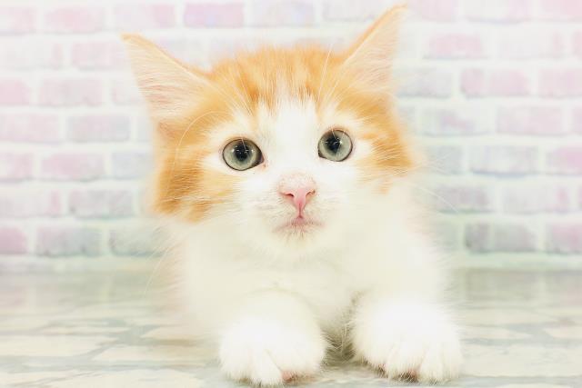 ノルウェージャン・フォレストキャット