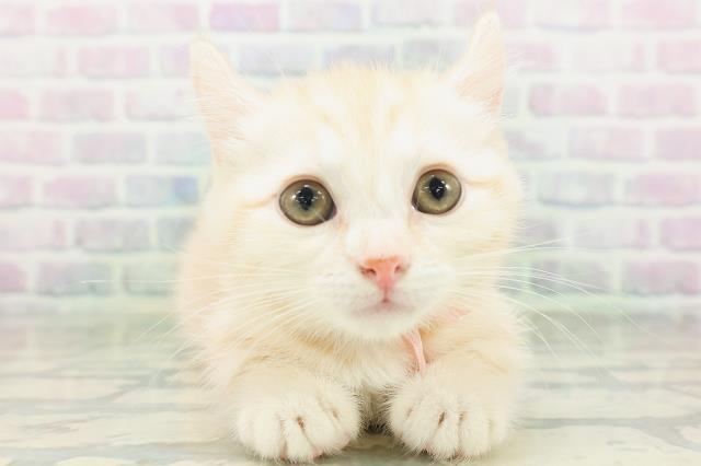 埼玉県のキンカロー (Coo&RIKU川越店/2026年7月20日生まれ/女の子/レッドタビー)の子猫の1枚目の画像