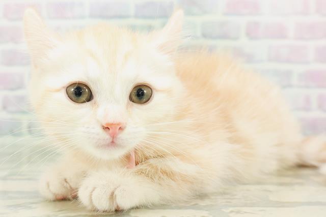 埼玉県のキンカロー (Coo&RIKU川越店/2026年7月20日生まれ/女の子/レッドタビー)の子猫の2枚目の画像