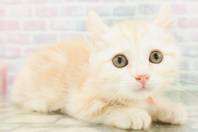 埼玉県のキンカロー (Coo&RIKU川越店/2026年7月20日生まれ/女の子/レッドタビー)の子猫の3枚目の画像