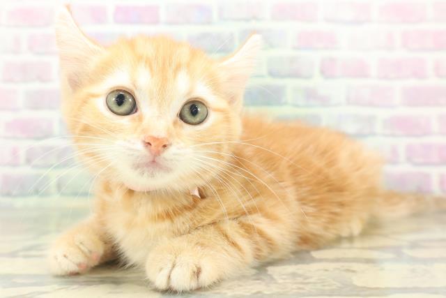 山口県のキンカロー (Coo&RIKUサンパークあじす店/2026年7月20日生まれ/女の子/レッドタビー)の子猫の2枚目の画像