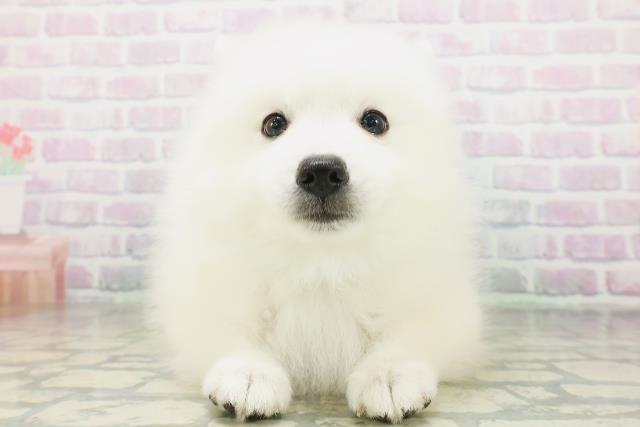東京都の日本スピッツ (Coo&RIKU中野サンモール店/2026年7月25日生まれ/男の子/ホワイト)の子犬の1枚目の画像