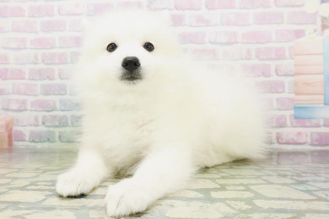 東京都の日本スピッツ (Coo&RIKU中野サンモール店/2026年7月25日生まれ/男の子/ホワイト)の子犬の2枚目の画像