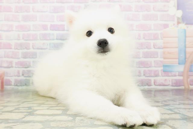 東京都の日本スピッツ (Coo&RIKU中野サンモール店/2026年7月25日生まれ/男の子/ホワイト)の子犬の3枚目の画像
