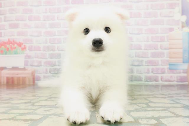 山形県の日本スピッツ (Coo&RIKU山形店/2026年7月25日生まれ/男の子/ホワイト)の子犬の1枚目の画像