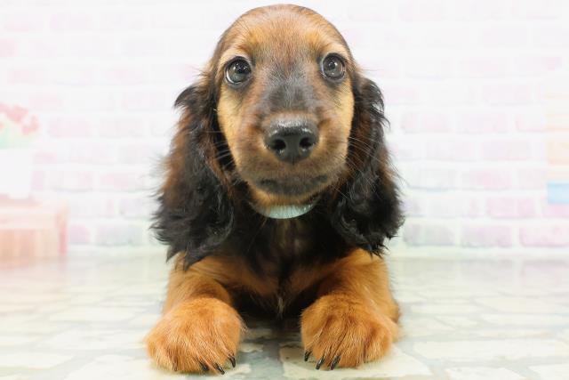 北海道のスタンダードダックスフンド(ロング) (Coo&RIKU帯広店/2026年7月23日生まれ/男の子/レッド)の子犬の1枚目の画像