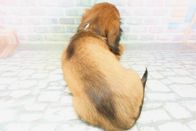 東京都のスタンダードダックスフンド(ロング) (Coo&RIKU大久保店/2026年7月23日生まれ/男の子/レッド)の子犬の4枚目の画像