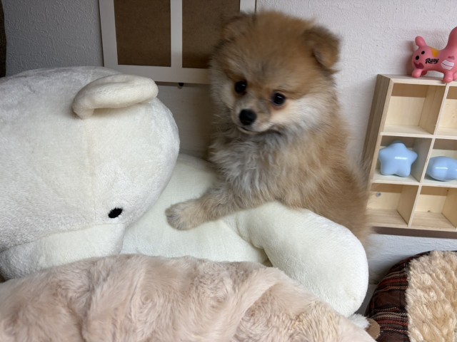 ポメラニアン