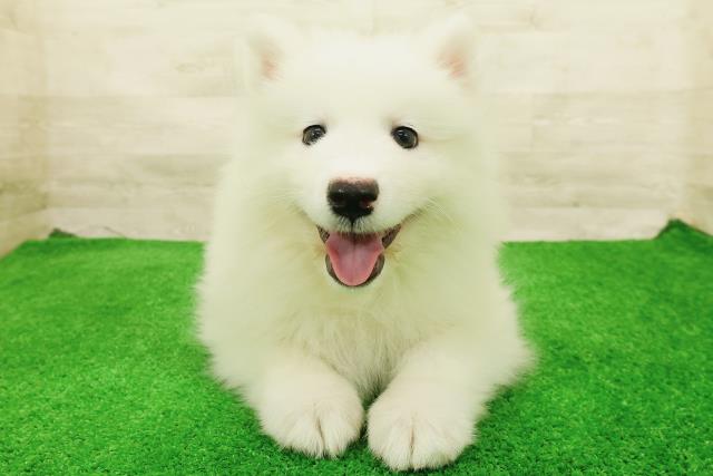サモエド
