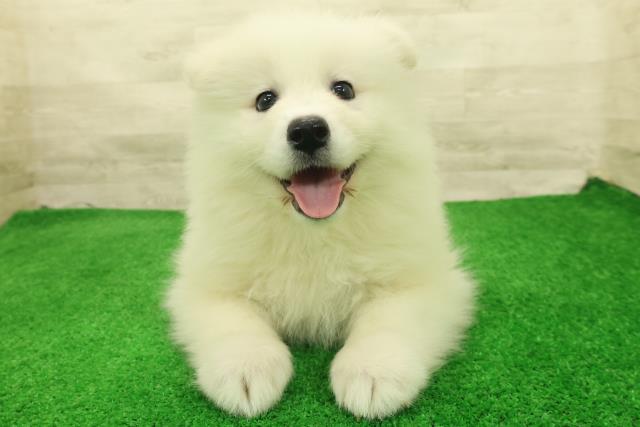 東京都のサモエド (Coo&RIKU東久留米店/2026年7月26日生まれ/女の子/ホワイト)の子犬の1枚目の画像