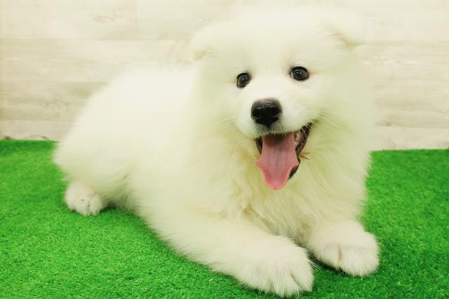 東京都のサモエド (Coo&RIKU東久留米店/2026年7月26日生まれ/女の子/ホワイト)の子犬の3枚目の画像