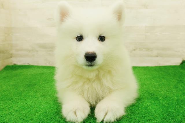 神奈川県のサモエド (Coo&RIKU秦野店/2026年7月26日生まれ/女の子/ホワイト)の子犬の1枚目の画像