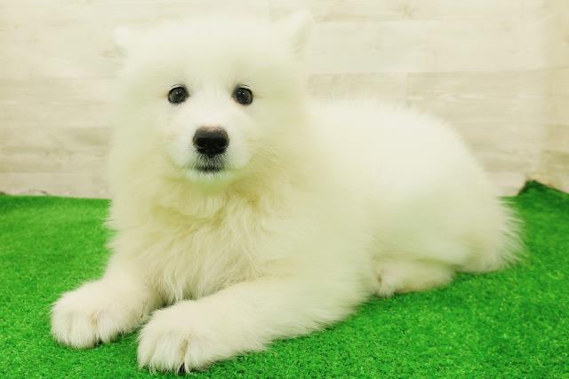 神奈川県のサモエド (Coo&RIKU秦野店/2026年7月26日生まれ/女の子/ホワイト)の子犬の2枚目の画像