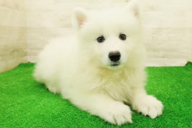神奈川県のサモエド (Coo&RIKU秦野店/2026年7月26日生まれ/女の子/ホワイト)の子犬の3枚目の画像