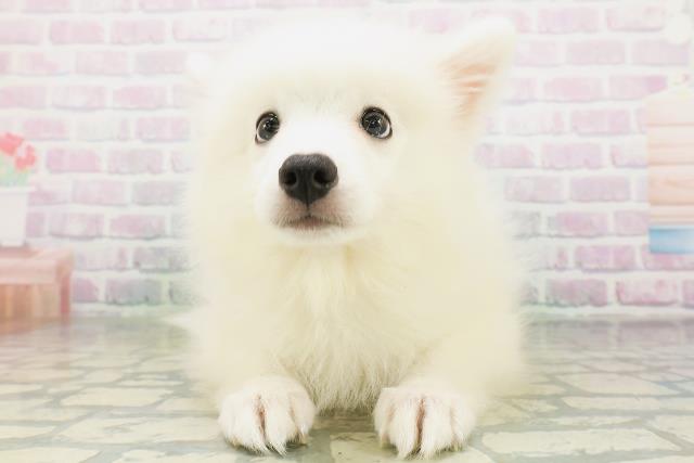 東京都の日本スピッツ (Coo&RIKU江戸川店/2026年7月9日生まれ/男の子/ホワイト)の子犬の1枚目の画像