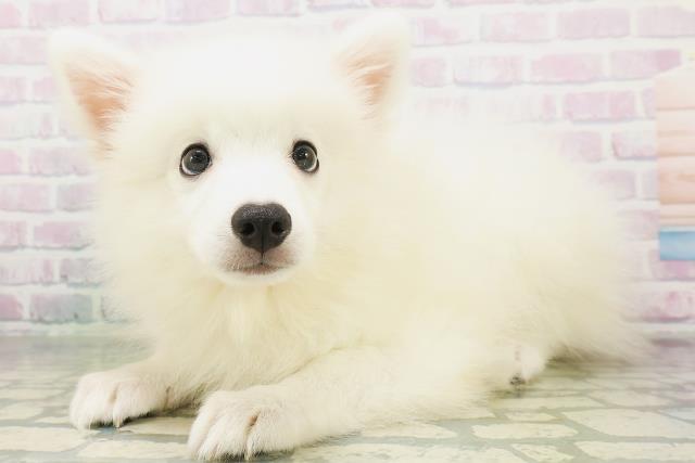 東京都の日本スピッツ (Coo&RIKU江戸川店/2026年7月9日生まれ/男の子/ホワイト)の子犬の2枚目の画像