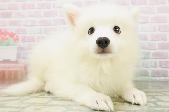 東京都の日本スピッツ (Coo&RIKU江戸川店/2026年7月9日生まれ/男の子/ホワイト)の子犬の3枚目の画像