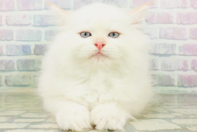 宮城県のネヴァマスカレード (Coo&RIKU石巻店/2026年7月22日生まれ/男の子/クリームポイント)の子猫の1枚目の画像