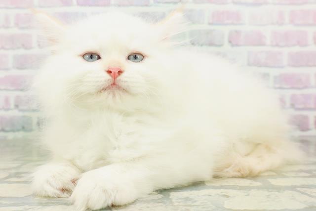 宮城県のネヴァマスカレード (Coo&RIKU石巻店/2026年7月22日生まれ/男の子/クリームポイント)の子猫の2枚目の画像