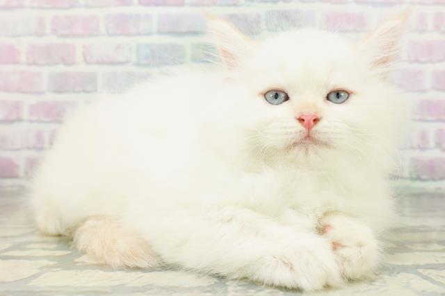 宮城県のネヴァマスカレード (Coo&RIKU石巻店/2026年7月22日生まれ/男の子/クリームポイント)の子猫の3枚目の画像
