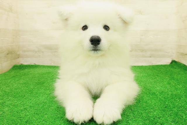 東京都のサモエド (Coo&RIKU三軒茶屋店/2026年7月27日生まれ/男の子/ホワイト)の子犬の1枚目の画像