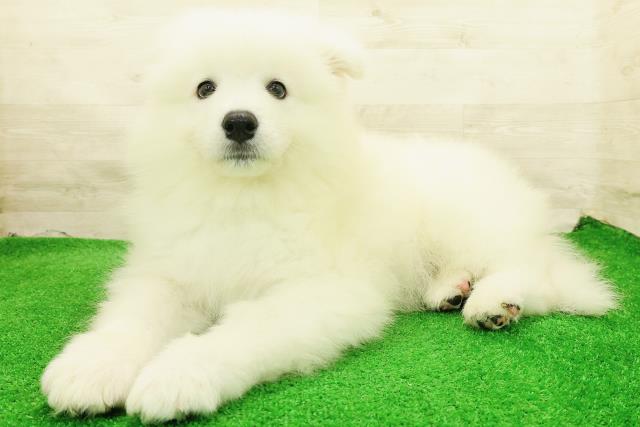 東京都のサモエド (Coo&RIKU三軒茶屋店/2026年7月27日生まれ/男の子/ホワイト)の子犬の2枚目の画像