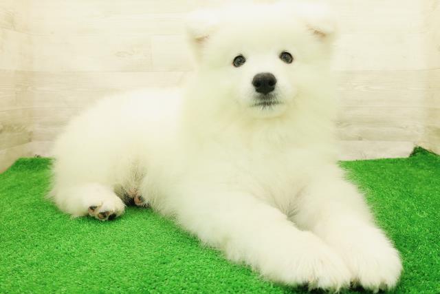 東京都のサモエド (Coo&RIKU三軒茶屋店/2026年7月27日生まれ/男の子/ホワイト)の子犬の3枚目の画像