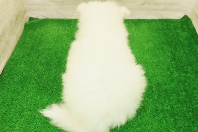 東京都のサモエド (Coo&RIKU三軒茶屋店/2026年7月27日生まれ/男の子/ホワイト)の子犬の4枚目の画像