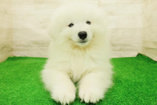 北海道のサモエド (Coo&RIKU札幌東店/2026年7月27日生まれ/男の子/ホワイト)の子犬の1枚目の画像