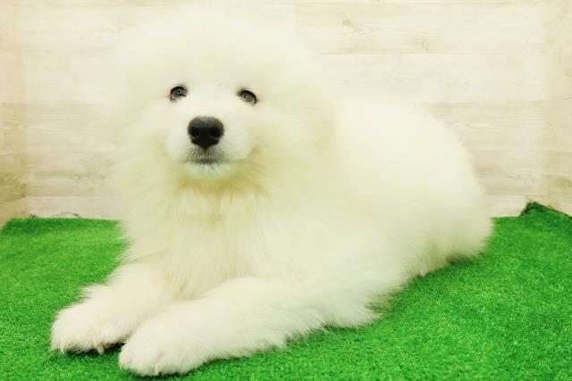 北海道のサモエド (Coo&RIKU札幌東店/2026年7月27日生まれ/男の子/ホワイト)の子犬の2枚目の画像