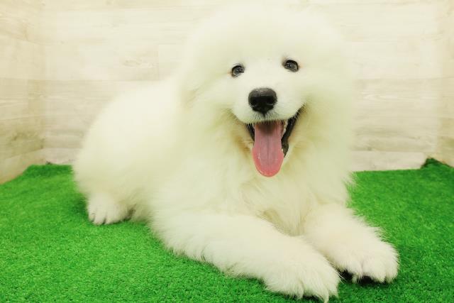 北海道のサモエド (Coo&RIKU札幌東店/2026年7月27日生まれ/男の子/ホワイト)の子犬の3枚目の画像
