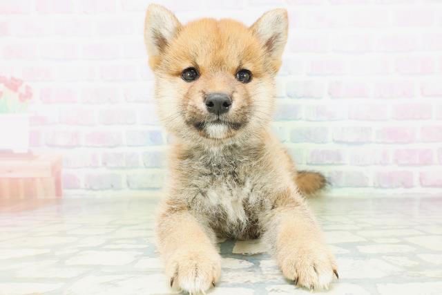 柴犬