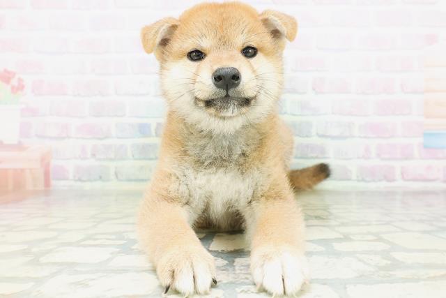 柴犬