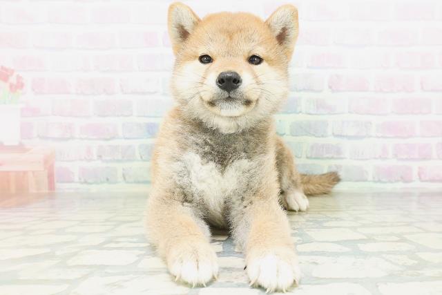 柴犬